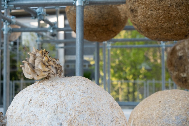 成長する物質（s）パビリオン /ヘニングラーソンアーキテクツ -  19/19の画像8