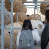 成長物（S）パビリオン /ヘニングラーソンアーキテクツ