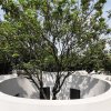 ロンガンの木 /宇宙船建築家の下の中庭